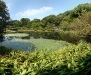 Imperial Garden Pond 1